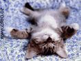 /album/kocky/ko139-gif1/