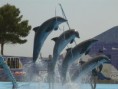 /album/delfinci/a04-jpg/