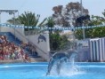 /album/delfinci/a05-jpg/